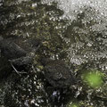 河内長野･石川、激流の幼鳥