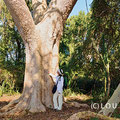 In den höher gelegenen Wäldern "Capoes" stehen Baumriesen wie dieser (c) Lou Avers