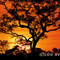 Abendstimmung im Pantanal II (c) Lou Avers