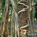 Der Parasitenbaum Figueira de Mata Pau schlingt sich um die Acori Palme, bis diese abstirbt (c) Lou Avers
