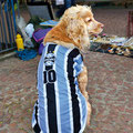 Dog wearing football shirt of the popular Gremio Porto Alegre Club 