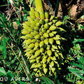  Früchte der Acurí Palme (c) Lou Avers