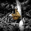 Golden Butterfly (2010)