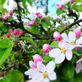 Detail Apfelblüte Hausgarten