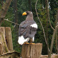 Seeadler