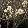 ２月２５日撮影　飯塚篤志　いつの日か剪定作業のお手伝いをした梅の木達から嬉しいご褒美を頂きましたよ❤️　寺前谷戸