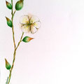 Dettaglio floreale dipinto ad Acquerello per Inviti Nozze
