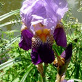 Iris mal anders
