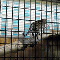 Beim Amur-Leopard ist gerade Fütterungszeit und er trägt seine Beute in Sicherheit.
