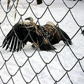 Der Adler breitet seine Schwingen aus - Foto - und weg war er.