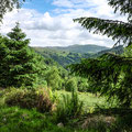 Another forest trail at Coed y Brenin Forest Park