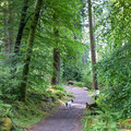 Coed y Brenin Forest Park trail