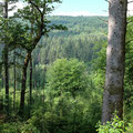 Coed y Brenin Forest Park trail
