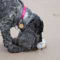 On Harlech beach