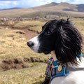 Open hill side in the Brecons