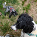 ... waiting to pounce on Toby