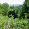 Another forest trail at Coed y Brenin Forest Park