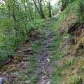 Coed y Brenin Forest Park trail