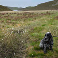 Walk through the hills at Cregennan Lakes