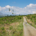 Coed y Brenin Forest Park trail