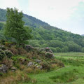 On the Mawddach Trail