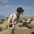 Harlech Beach