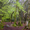 Woodland walk at The Kymin, Monmouth