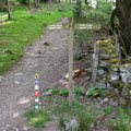 Another forest trail at Coed y Brenin Forest Park