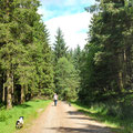 Another forest trail at Coed y Brenin Forest Park