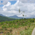 Forest trail at Coed y Brenin Forest Park