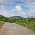 Another forest trail at Coed y Brenin Forest Park