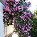 Obst- und Gartenbauverein Nußdorf am Inn e.V.