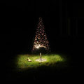 Weihnachtsbaum bei Nacht