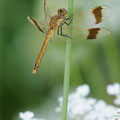 Sympetrum pedemontanum