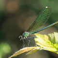 Calopteryx splendens