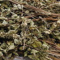Cnidium officinale (China)