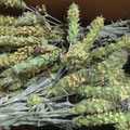 Sideritis (Bulgaria)