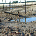 Ancien parc à huîtres : pignots, coquilles, tuiles et pierres servent d'habitat (où de refuge) à de nombreuses espèces (Cap Ferret)