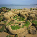 Récif d'hermelles : ces constructions sableuses qui sont l’œuvre de petits vers recouvrent parfois presque entièrement les jetées de la Corniche