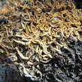 Serpules (spirobranchus sp.). Ces colonies de vers tubicoles très denses peuvent se superposer sur plusieurs centimètres