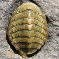 Chiton : gastéropode composé de plaques qui se fixe sur les substrats durs