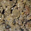 Diodora (Gastéropode herbivore) ; 2 cm