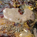 Ascidies ? ; 10 cm environ 