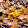 Ascidie : Botryllus schlosseri au repos encroûtant les bryozoaires ; colonie sur 20 cm environ