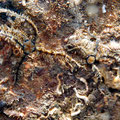Ophiures (Echinodermes) et serpules (vers à tube calcaire)