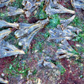 Fucus et algues rouges fixées sur les roches d'Hortense