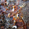 Bryozoaires (Pentapora ?) et serpules