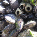 Moules et balanes. Les moules se fixent et s'assemblent grâces à des filaments gélatineux : le byssus