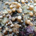 Petites anémones ; polypes de quelques milimètres
