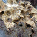 Roche calcaire perforée par des bivalves lithophages. Ils ne mangent pas la pierre mais la creuse pour se faire un double abri contre les prédateurs et les courants